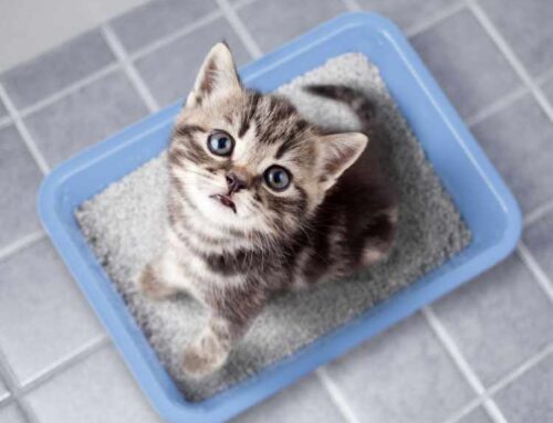 10 Best Litter Boxes That Cat Parents Love