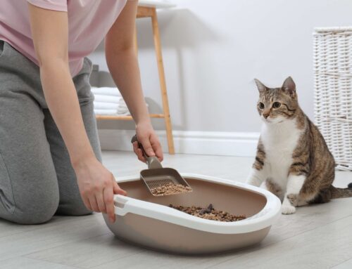 Managing Parkinson’s Disease: Simplify Cleaning the Litter Box