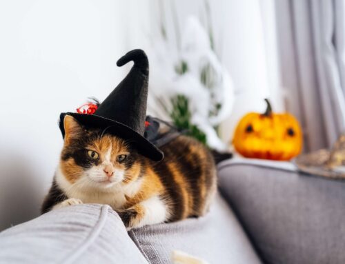 Spooky Delights: Unveiling the Mystery of Halloween Cats